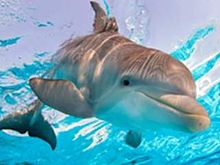 Hope dolphin