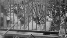 Tigers London Zoological Gardens