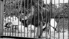 Lion London Zoological Gardens